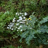 Plants: image 8 Of 94 Thumb